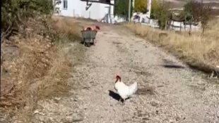 Elektrik sayacını okumak için eve yaklaşan personel, horozun saldırısı sonucu neye uğradığını şaşırdı