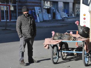 Kars'ta yılbaşı hindileri el yakıyor