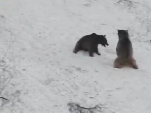 Bozayıların kayak ve oyun keyfi