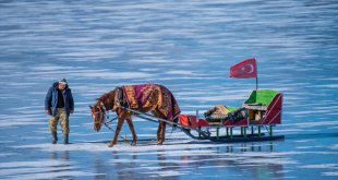Çıldır Gölü'ndeki kızakçı atları soğuklara karşı üzerlerine örtülen halıyla korunuyor