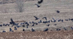 Aç kalan kargalar tarlaya akın etti