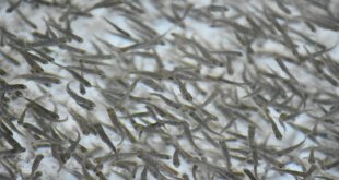 Malatya "balık yavrusu" üretiminde merkez olma yolunda