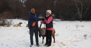 Köpeklerin saldırısına uğrayarak yaralanan dağ keçisini vatandaşlar kurtardı