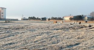 Çıldır'da köpek istilası