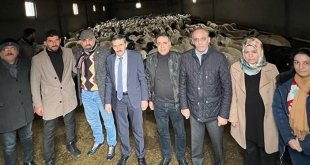 Malatya'da Akkaraman ırkı koyun yetiştiriciliği yaygınlaştırılıyor