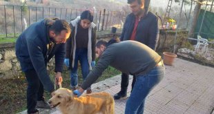 Elazığ'da evcil hayvanların çip ve pasaportlama çalışmaları sürüyor