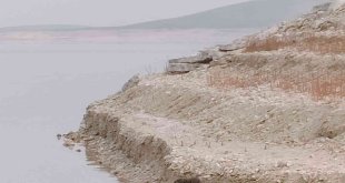 Tunceli'de nesli tükenme altında olan su samuru görüldü