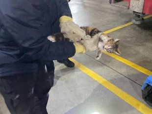 Veteriner kliniğine gitmek istemeyen kedi torpidoda saklandı
