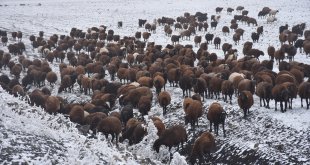 Çobanların koyun sürüleriyle zorlu göçü sürüyor