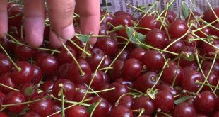 Elazığ vişnesi tescillendi