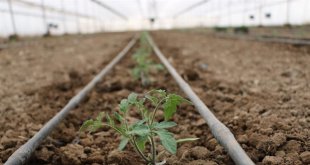 Erzincan Kent Tarım Projesi başlıyor, sera yatırımı artacak