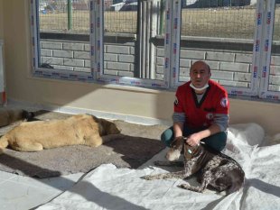 Varto'da sokak hayvanlarını aşılama ve küpeleme çalışması