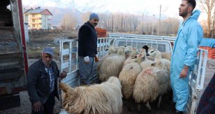 Tunceli'de 16 üreticiye 400 koyun dağıtıldı