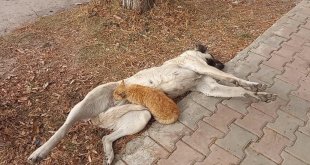 Tunceli'de sokak köpeği, kediyi emzirdi