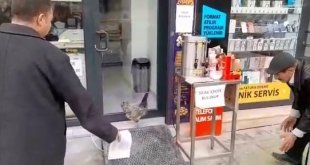 Firari tavuğu yakalamak için dakikalarca uğraştı