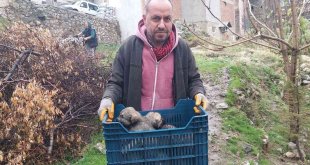 Tarihi hamamda mahsur kalan 5 yavru köpek, belediye ekiplerince kurtarıldı