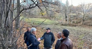 Bitlis'te kestane üretiminde verimi arttırma çalışmaları sürüyor