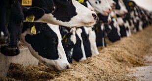 Uzmanlardan kış aylarında buzağı bakımına yönelik uyarılar