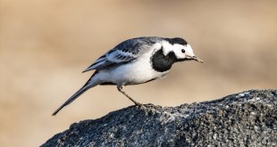 Ağrı Dağı çevresinde yaşayan 100 kuş türü bir yıllık çalışmayla görüntülendi