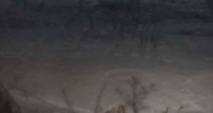 Bakımevine gelen tilkiyi her gün eliyle besliyor