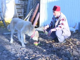 Kangal köpeğinin et yerine sebze yediğini gören Elazığlının şiveli tepkisi güldürdü
