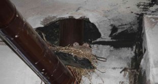 Kumru yuvası için sobayı yakmıyor