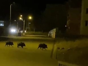 Aşkale'de aç kalan domuzlar ilçe merkezine indi
