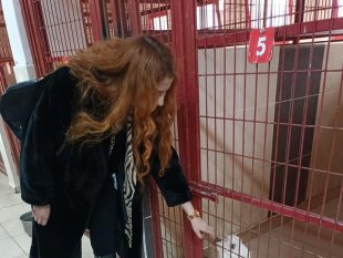 Avukatlar hayvan barınağında