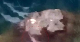 Tunceli'de koruma altında bulunan su samuru görüntülendi