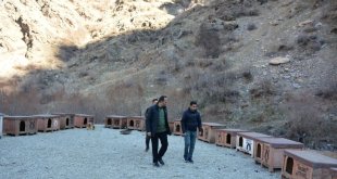Şemdinli Belediyesi sokak hayvanları için barınak yaptı