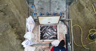 Karakaya Baraj Göleti'nde Türk somonu hasadı yapıldı