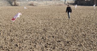 Kar yağmayınca açıkta kalan tarladaki buğday tohumlarını kargalardan koruyorlar