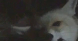 Tilkiye elleriyle yemek yedirdi