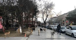 Erzincan'da hayvan barınağı, sosyal medyaya düşen görüntülerle gündem oldu
