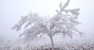 Kırağı Darende'de ağaçları beyaza bürüdü