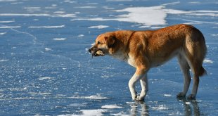 Buzla kaplı göl üzerindeki test sürüşüne sporcular da patenle eşlik etti