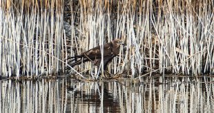 Ağrı Dağı Milli Parkı'nda kızıl tuygunun yılan avı görüntülendi