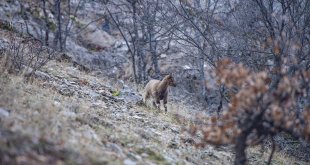 Yaban keçileri Munzur Vadisi'ndeki ormanlarda beslenirken görüntülendi