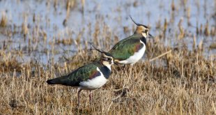 Ağrı Dağı eteklerinde kar yağmadığı için kızkuşları güneye göçmedi