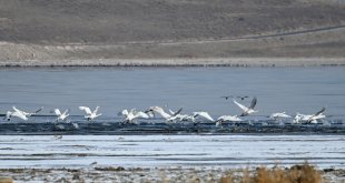 Van Gölü'nde konaklayan kuğular jandarmanın koruması altında