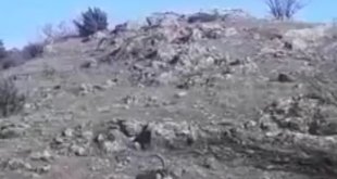 Yaban keçilerinin hakimiyet kavgası