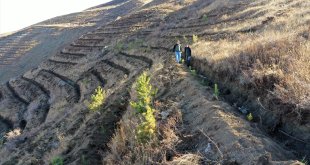 Iğdır'ın çorak arazilerinde geçen yıl 200 bin fidan ve tohum toprakla buluşturuldu