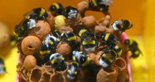 Örtü altı tarımın vazgeçilmezi 'bombus arıları' Van'da da yetiştirilmeye başlandı