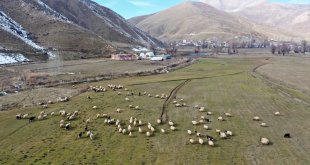 Kar kalınlığının geçen ocakta 2 metreyi aştığı Bitlis'te bu yıl hayvanlar hala merada
