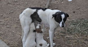 Kars'ta anne köpek yavrularını doyurdu