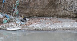 Hakkari'de Zap Suyu'nun karşı tarafında mahsur kalan köpek botla kurtarıldı