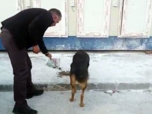 Erzurum Valiliği deprem bölgesindeki sokak hayvanlarını unutmadı