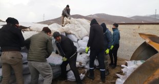 Ağrılı besicilerden deprem bölgesindeki hayvanlar için mısır silajı yardımı