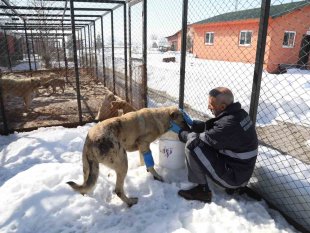 Bingöl'de hasta ve yaralı köpek, tedavi altına alındı