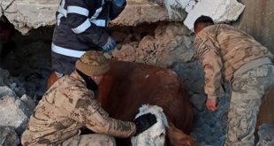 Malatya'da jandarma ekipleri enkaz altında kalan 2 büyükbaş hayvanı kurtardı
